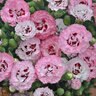 Dianthus X Pretty Poppers Appleblossom Burst Pinks
