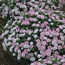 Dianthus X Pretty Poppers Appleblossom Burst Pinks