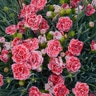 Dianthus X Scent First Coral Reef Pinks 1 gal. Container