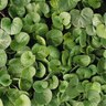 Dichondra Argentea Emerald Falls Ponysfoot