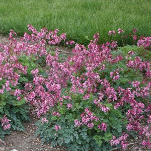 Dicentra X Pink Diamonds Proven Winners Bleeding Heart True 1 gal. Container