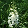 Digitalis Purpurea Camelot White Foxglove