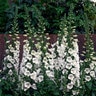 Digitalis Purpurea Camelot White Foxglove