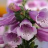 Digitalis Purpurea Dalmation Rose Foxglove