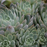 Echeveria Violet Queen Hen and Chicks