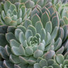 Echeveria Violet Queen Hen and Chicks