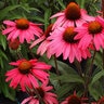 Echinacea X Dream Glowing Dream Coneflower