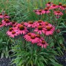 Echinacea X Dream Glowing Dream Coneflower