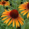 Echinacea X Prairie Pillars Flame Thrower Coneflower
