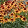 Echinacea X Prairie Pillars Flame Thrower Coneflower