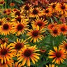 Echinacea X Prairie Pillars Flame Thrower Coneflower