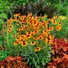 Echinacea X Prairie Pillars Flame Thrower Coneflower