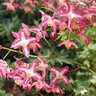 Epimedium X Rubrum Galadriel Barrenwort