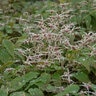 Epimedium X Domino Barrenwort