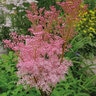 Filipendula Rubra Venusta Queen of the Prairie