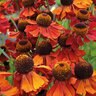 Helenium X Moerheim Beauty Sneezeweed