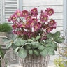 Helleborus X FrostKiss Annas Red Lenten Rose