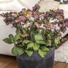 Helleborus X FrostKiss Cheryls Shine Lenten Rose