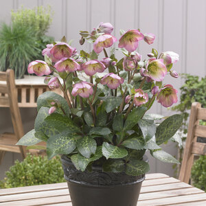 Helleborus X FrostKiss Dorothys Dawn Lenten Rose