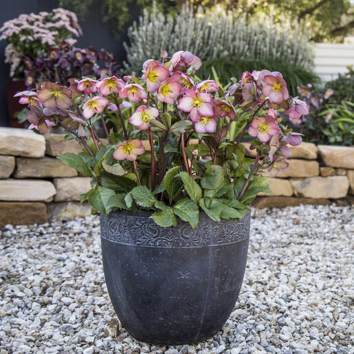 Helleborus X FrostKiss Cheryls Shine Lenten Rose | SiteOne US