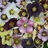 Helleborus X Honeymoon Mix Lenten Rose