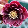 Helleborus X North Star Plum Lenten Rose