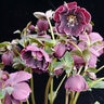 Helleborus X North Star Plum Lenten Rose