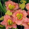 Hemerocallis x Elegant Candy Daylily