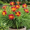 Hemerocallis X EveryDaylily Red Ribs Daylily