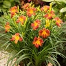 Hemerocallis X EveryDaylily Red Ribs Daylily