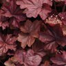Heuchera Beaujolais Coral Bells