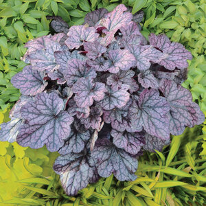 Heuchera X Grape Expectations Coral Bells