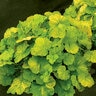 Heuchera X Northern Exposure Lime Coral Bells