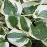 Hosta X Brim Cup Plantain Lily