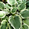 Hosta X American Halo Plantain Lily