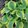 Hosta X School Mouse Plantain Lily
