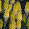 Kniphofia Lucky Lemons Red Hot Poker