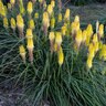 Kniphofia Lucky Lemons Red Hot Poker