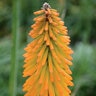 Kniphofia X Mango Popsicle Red Hot Poker