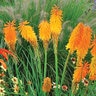 Kniphofia X Mango Popsicle Red Hot Poker