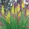 Kniphofia X Pineapple Popsicle Dwarf Poker
