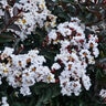 Lagerstroemia X Barista Like A Latte Crape Myrtle