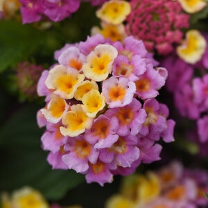 Lantana Camara Lucky Pink Lantana