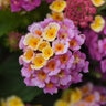 Lantana Camara Lucky Pink Lantana
