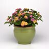 Lantana Camara Lucky Pink Lantana