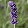 Lavandula angustifolia Sentivia Blue English Lavender