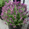 Lavandula Stoechas Anouk Deep Rose Lavender