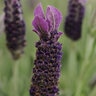 Lavandula Stoechas Anouk Supreme Lavender