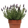 Lavandula Stoechas Anouk Supreme Lavender