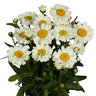 Leucanthemum x Superbum Sweet Daisy Jane Shasta Daisy